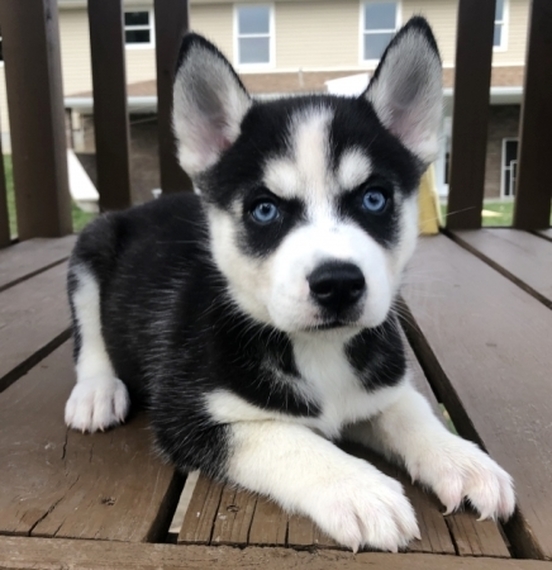 Il Piu Veloce Romanatwood New Dog