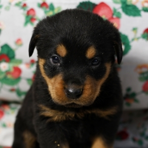 puppyspot rottweiler