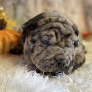 shar pei merle
