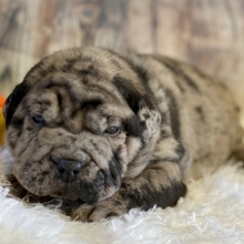 bull pei for sale