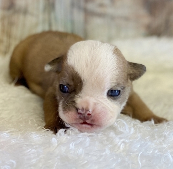 tiny bulldog puppies