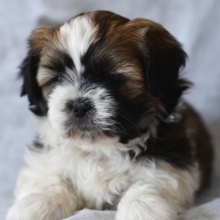 puppyspot shih tzu