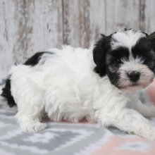 havanese puppies kijiji