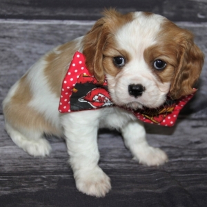 cavalier king charles teddy