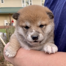 shiba inu kijiji