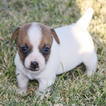 trading post jack russell