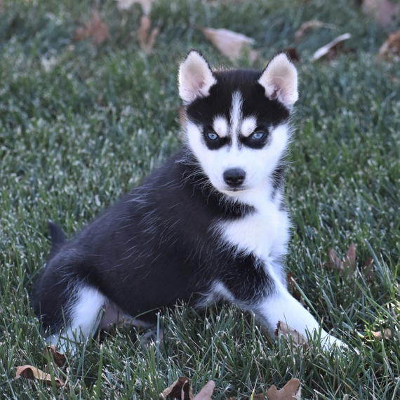 Richmond A Black White Male Siberian Husky Puppy 662041 Puppyspot