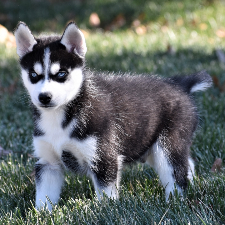 Richmond A Black White Male Siberian Husky Puppy 662041 Puppyspot
