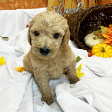 goldendoodle breeders yorkshire