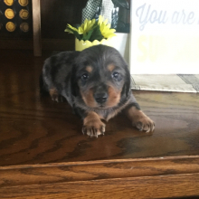 dachsation puppies for sale