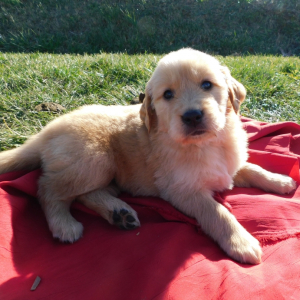 Jack A Light Golden Male Golden Retriever Puppy 664481 Puppyspot