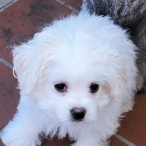 Maltese Puppy Hercules