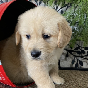 Avenger Is A Light Golden Golden Retriever Puppy 671421 Puppyspot