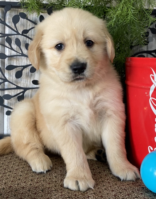 Avenger Is A Light Golden Golden Retriever Puppy 671421 Puppyspot