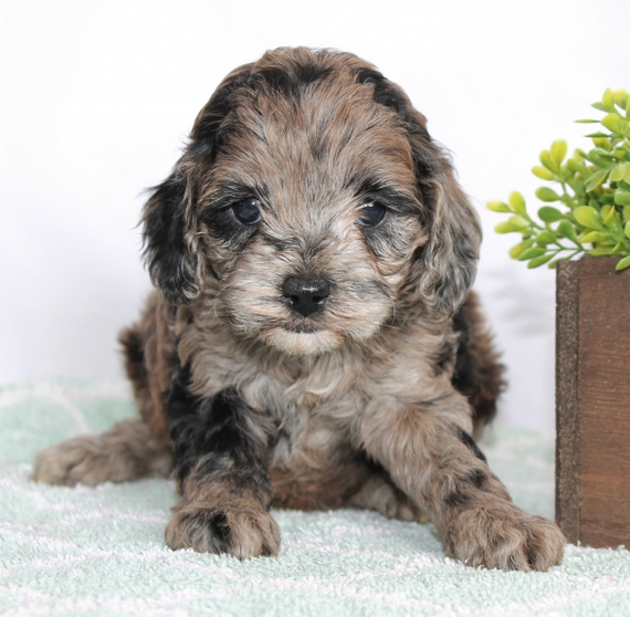 Zoey, a Red Merle Female Cockapoo Puppy 671601 PuppySpot