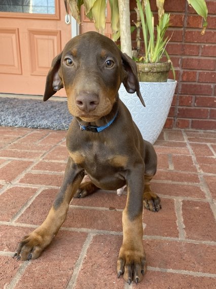 Rip, a Red & Rust Male Doberman Pinscher Puppy 672281 | PuppySpot