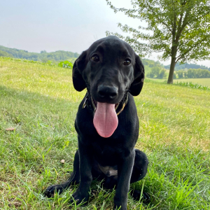 Labrador Retriever Puppy Maccoy