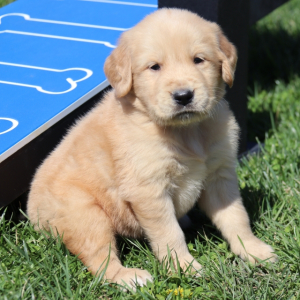 Golden Retriever Puppy Max