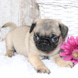 Pug Puppy Lonnie