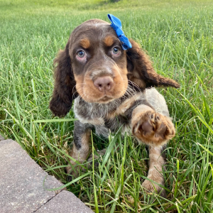 English Springer Spaniel Puppy Shayna