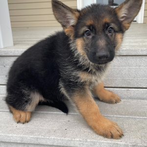 Eva A Black Tan Female German Shepherd Dog Puppy 676341 Puppyspot