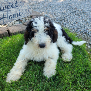 Bernedoodle Puppy Miss Bella