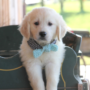 Golden Retriever Puppy Tundra