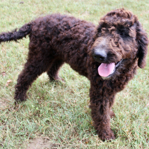Goldendoodle Puppy Bella