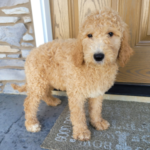 Goldendoodle Puppy Jenna