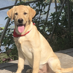 Labrador Retriever Puppy Notta