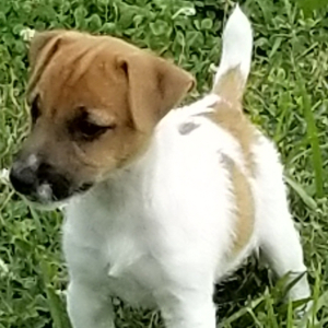 Jack Russell Terrier Puppy Bo