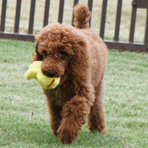 Poodle Puppy Nicole
