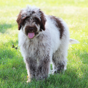Portuguese Water Dog Puppy Brody