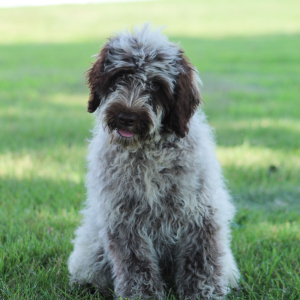 Portuguese Water Dog Puppy Brody