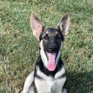 German Shepherd Dog Puppy Patsy