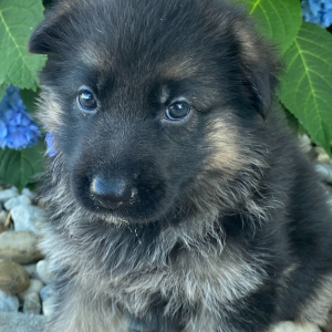 German Shepherd Dog Puppy Allen