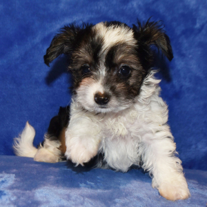 Yorkiepoo Puppy Macy