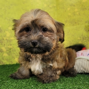Havanese Puppy Blossom