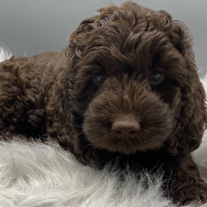 Cockapoo Puppy Tara