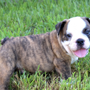Bulldog Puppy Rex