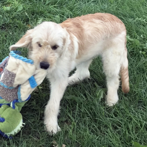 Goldendoodle Puppy Dolly