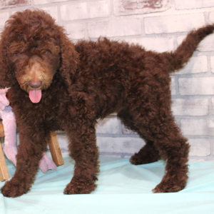 Goldendoodle Puppy Samantha