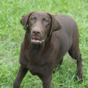Labrador Retriever Puppy Finley