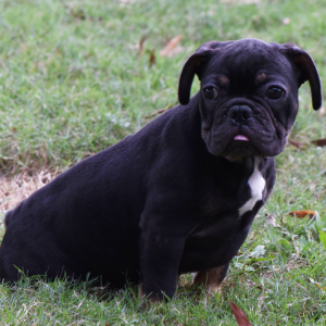 French Bulldog Puppy Talbert