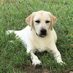 Labrador Retriever Puppy Belinda