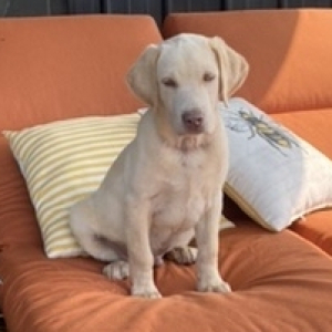 Labrador Retriever Puppy Miko