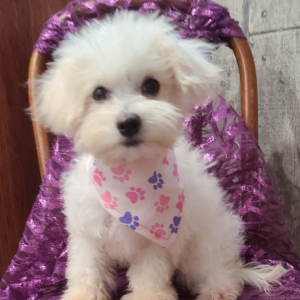Maltipoo Puppy Milan
