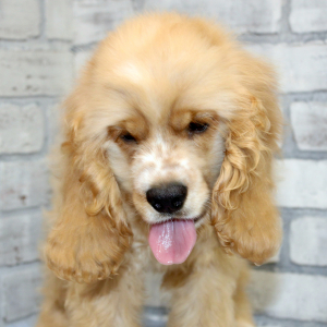 Cocker Spaniel Puppy Hambone
