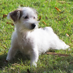 Morkie Puppy Robby
