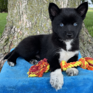 Pomsky Puppy Quincy